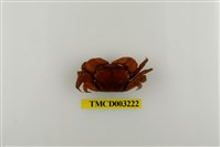 藏品(印度新脹蟹)的圖片